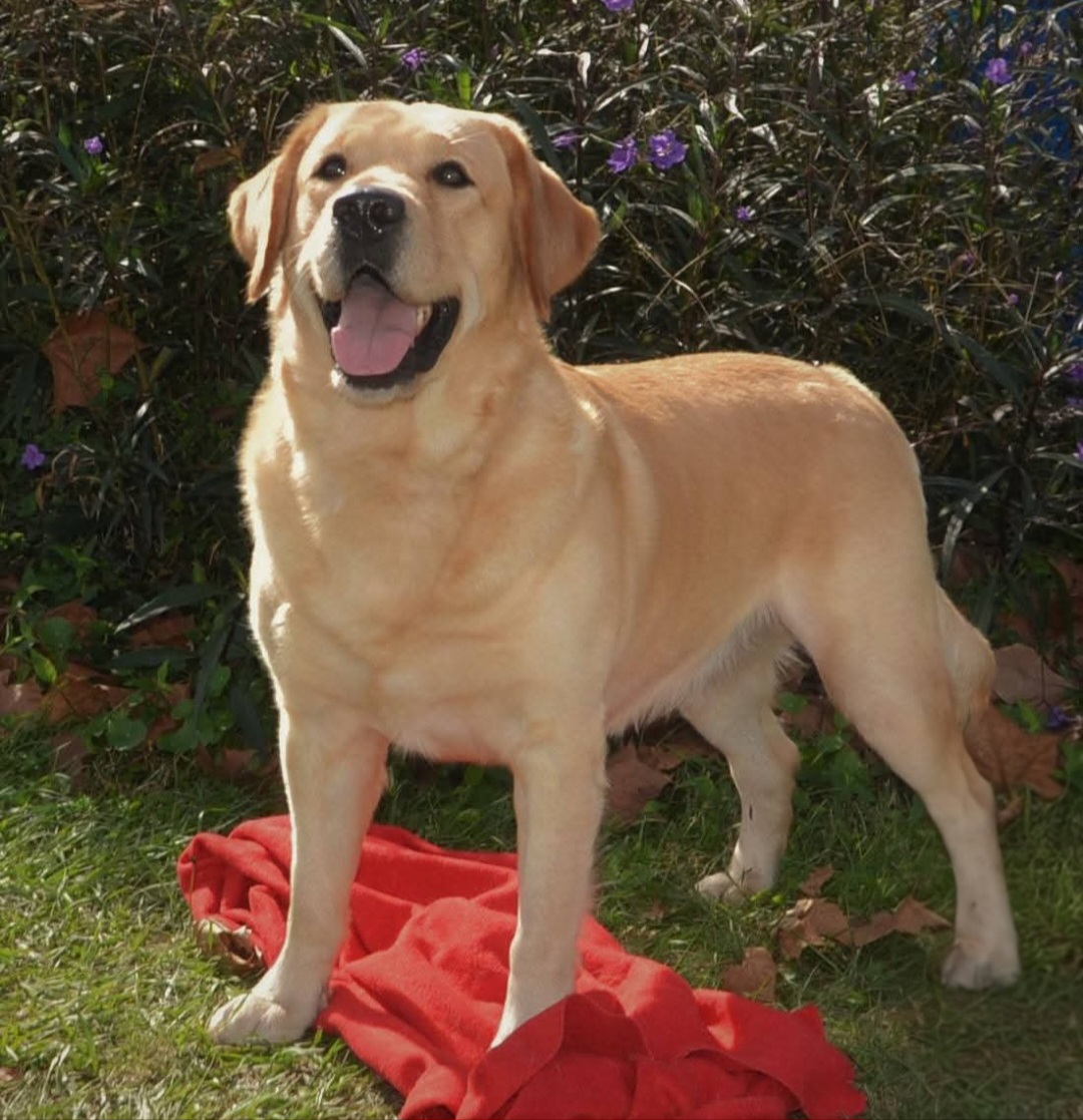 adorable-golden-retriever-puppies-in-a-red-wagon