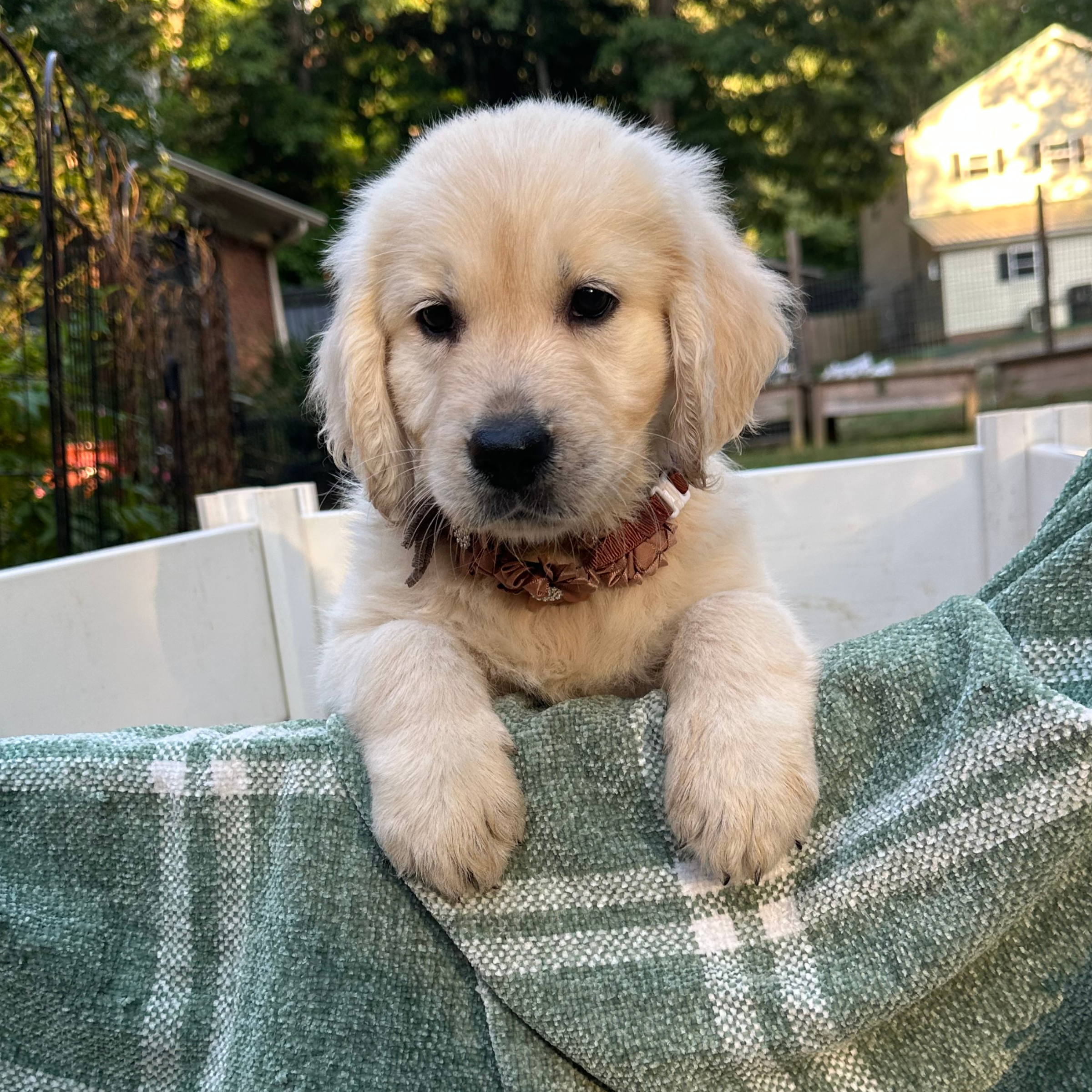 adorable-golden-retriever-puppies-in-a-red-wagon